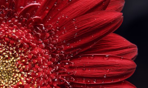 Obraz Wieloczęściowy Płatki Kwiatów W Skali Makro Canvas 150x90 LBS-3852-C150-90_1X30-90_2X30-60_2X30-30