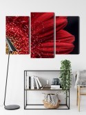 Obraz Wieloczęściowy Płatki Kwiatów W Skali Makro Canvas Naturalny 120x80 LBS-3849-NC120-80_1X40-80_2X40-60