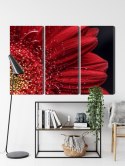 Obraz Wieloczęściowy Płatki Kwiatów W Skali Makro Canvas Naturalny 180x120 LBS-3847-NC180-120_3X60-120