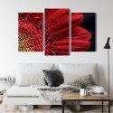 Obraz Wieloczęściowy Płatki Kwiatów W Skali Makro Canvas Naturalny 180x120 LBS-3849-NC180-120_1X60-120_2X60-90