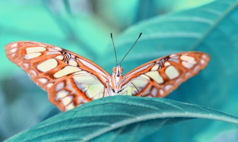 Obraz Wieloczęściowy Motyl Na Liściu W Skali Makro Canvas 150x90 LBS-3942-C150-90_1X30-90_2X30-60_2X30-30