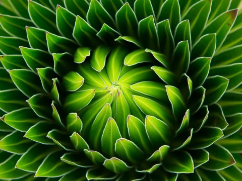 Obraz Wieloczęściowy Zielona Roślina W Skali Makro Canvas 120x90 LBS-3710-C120-90_2X30-90_2X30-60