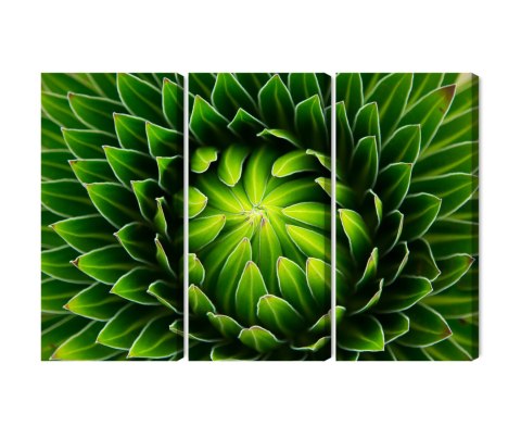 Obraz Wieloczęściowy Zielona Roślina W Skali Makro Canvas Naturalny 120x80 LBS-3708-NC120-80_3X40-80