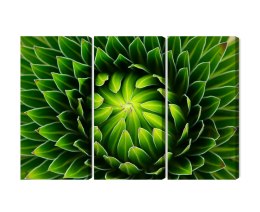 Obraz Wieloczęściowy Zielona Roślina W Skali Makro Canvas Naturalny 180x120 LBS-3708-NC180-120_3X60-120
