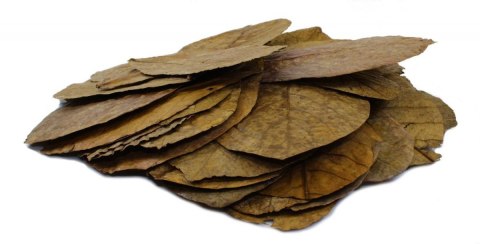 Tantora Cattapa Leaves Liście Ketapangu XL 50Szt.