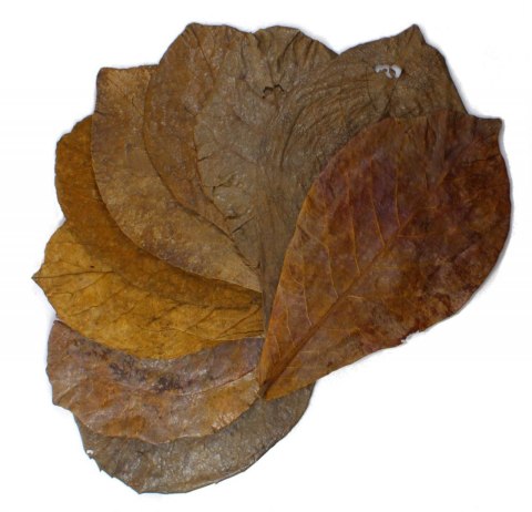 Tantora Cattapa Leaves Liście Ketapangu XL 50Szt.