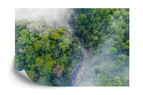 Fototapeta Las We Mgle Flizelina 208x146 FT-456-VEXL