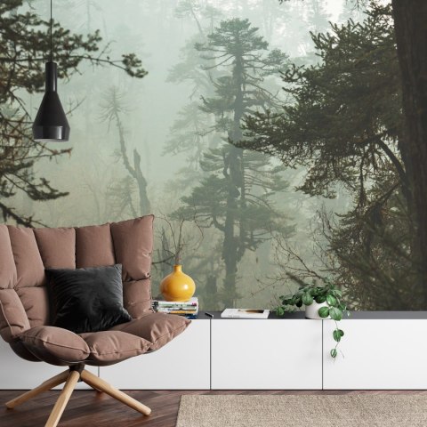 Fototapeta Las We Mgle Flizelina 208x146 FT-3491-VEXL