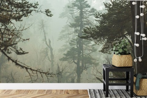 Fototapeta Las We Mgle Flizelina 208x146 FT-3491-VEXL