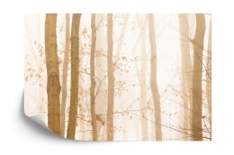 Fototapeta Las We Mgle Flizelina 208x146 FT-457-VEXL