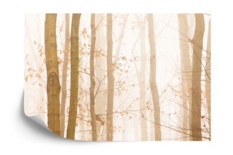 Fototapeta Las We Mgle Flizelina 208x146 FT-457-VEXL