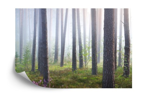 Fototapeta Las We Mgle Flizelina 208x146 FT-462-VEXL