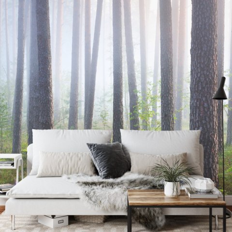 Fototapeta Las We Mgle Flizelina 208x146 FT-462-VEXL