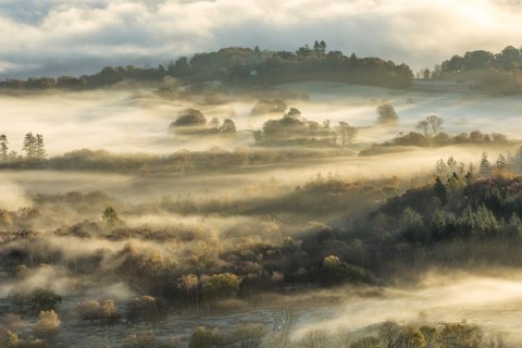 Fototapeta Las We Mgle Flizelina 208x146 FT-464-VEXL