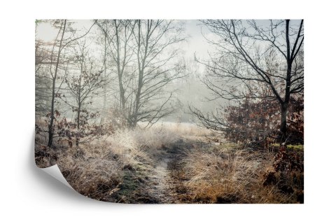 Fototapeta Las We Mgle Flizelina 208x146 FT-467-VEXL