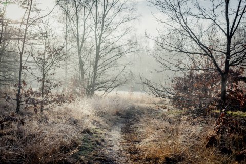 Fototapeta Las We Mgle Flizelina 208x146 FT-467-VEXL