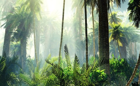 Fototapeta Las We Mgle Flizelina 208x146 FT-475-VEXL