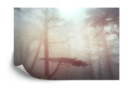 Fototapeta Las We Mgle Flizelina 208x146 FT-482-VEXL