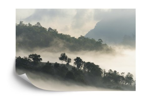 Fototapeta Las We Mgle Flizelina 208x146 FT-485-VEXL