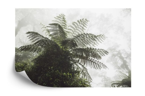 Fototapeta Las We Mgle Flizelina 208x146 FT-496-VEXL