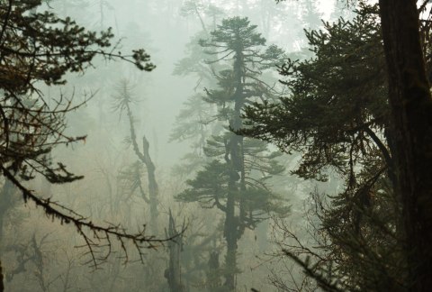 Fototapeta Las We Mgle Vinyl Gładki 152.5x104 FT-3491-VGL