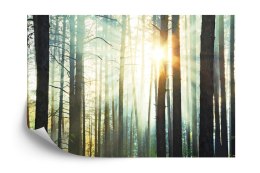 Fototapeta Las We Mgle Vinyl Gładki 152.5x104 FT-3492-VGL