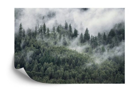 Fototapeta Las W Porannej Mgle Vinyl Gładki 152.5x104 FT-4079-VGL