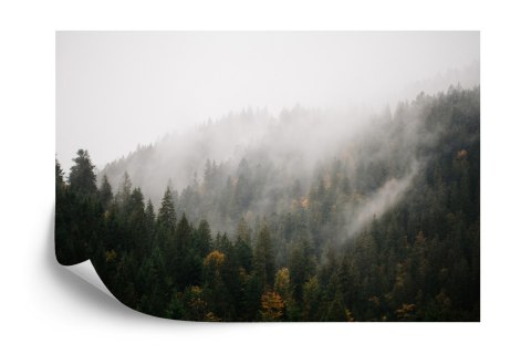 Fototapeta Las We Mgle Flizelina 208x146 FT-17-VEXL