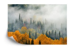 Fototapeta Mgła Nad Jesiennym Lasem Vinyl Gładki 152.5x104 FT-4057-VGL