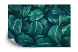 Fototapeta Ciemne Liście Tropikalne Vinyl Gładki 152.5x104 FT-2222-VGL