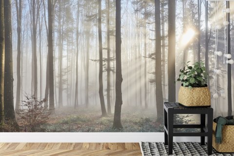 Fototapeta Las We Mgle Flizelina 208x146 FT-1-VEXL