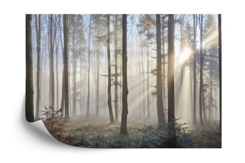 Fototapeta Las We Mgle Vinyl Gładki 152.5x104 FT-1-VGL