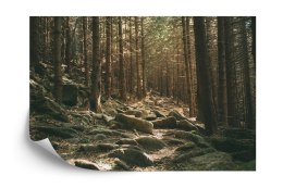 Fototapeta Las Drzewa Kamienie Flizelina 208x146 FT-269-VEXL