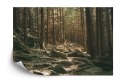 Fototapeta Las Drzewa Kamienie Vinyl Gładki 152.5x104 FT-269-VGL