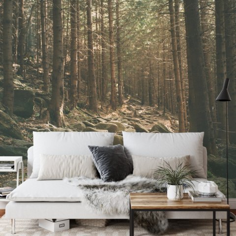 Fototapeta Las Drzewa Kamienie Vinyl Gładki 152.5x104 FT-269-VGL