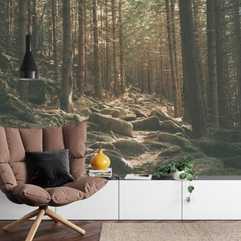 Fototapeta Las Drzewa Kamienie Vinyl Gładki 152.5x104 FT-269-VGL