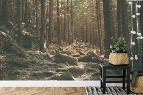 Fototapeta Las Drzewa Kamienie Vinyl Gładki 152.5x104 FT-269-VGL