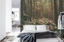 Fototapeta Las Drzewa Kamienie Vinyl Gładki 152.5x104 FT-269-VGL