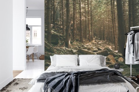 Fototapeta Las Drzewa Kamienie Vinyl Gładki 152.5x104 FT-269-VGL