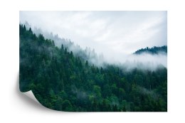 Fototapeta Las We Mgle Flizelina 208x146 FT-18-VEXL