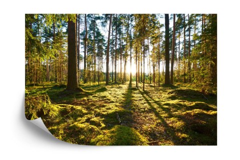 Fototapeta Las Zachód Słońca Flizelina 208x146 FT-260-VEXL