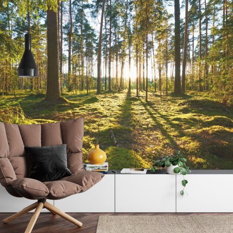 Fototapeta Las Zachód Słońca Flizelina 208x146 FT-260-VEXL