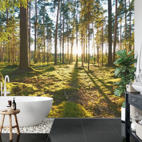 Fototapeta Las Zachód Słońca Flizelina 208x146 FT-260-VEXL