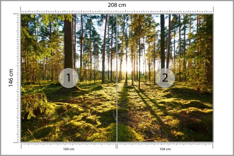 Fototapeta Las Zachód Słońca Flizelina 208x146 FT-260-VEXL