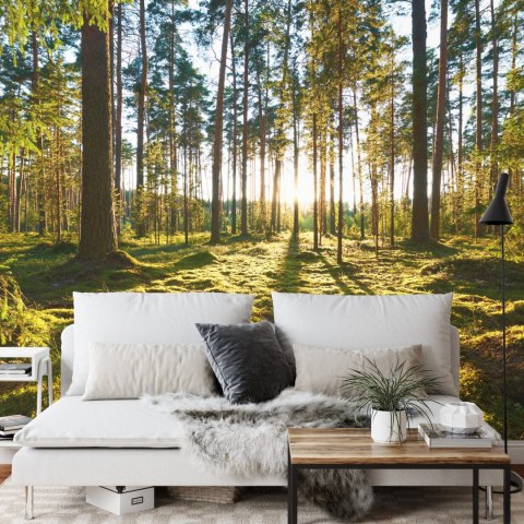 Fototapeta Las Zachód Słońca Vinyl Gładki 152.5x104 FT-260-VGL