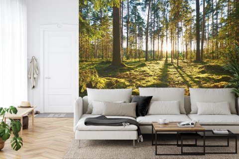 Fototapeta Las Zachód Słońca Vinyl Gładki 152.5x104 FT-260-VGL