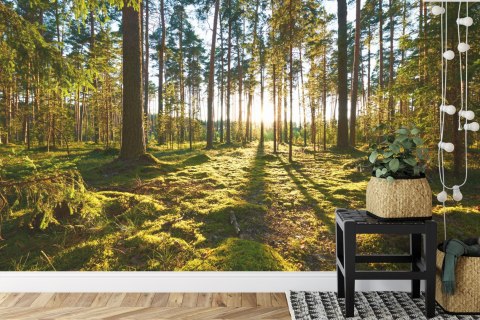 Fototapeta Las Zachód Słońca Vinyl Gładki 152.5x104 FT-260-VGL