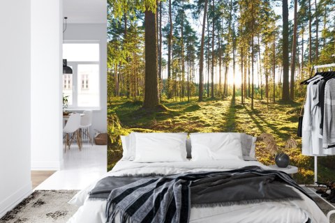 Fototapeta Las Zachód Słońca Vinyl Gładki 152.5x104 FT-260-VGL