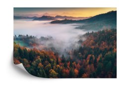 Fototapeta Las We Mgle Flizelina 208x146 FT-471-VEXL