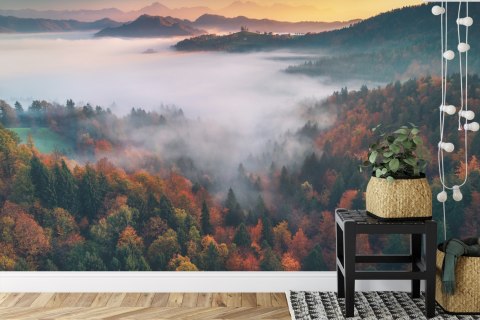 Fototapeta Las We Mgle Flizelina 208x146 FT-471-VEXL